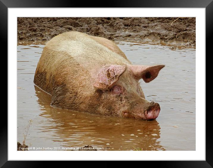 Bathtime for a Porker! Pig wallowing in a muddy po Framed Mounted Print by john hartley