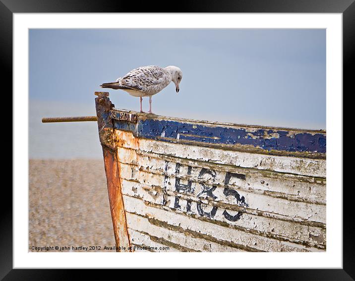 "Curiosity!" Herring Gull on a derelict fishing bo Framed Mounted Print by john hartley