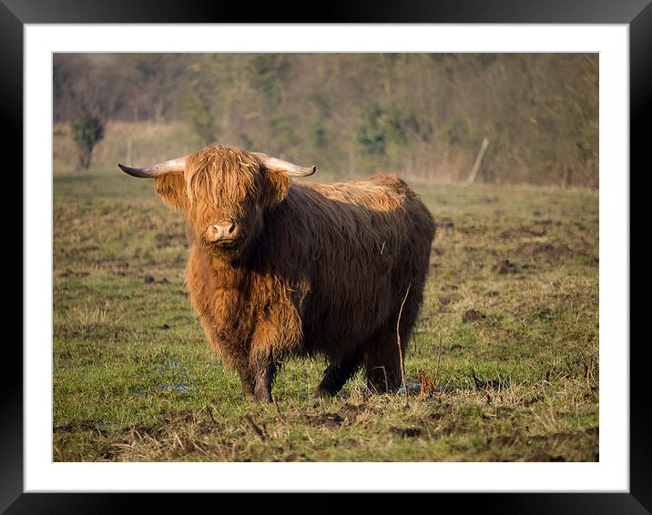 Highlander - Highland Cattle Breed Bull #2 Framed Mounted Print by john hartley