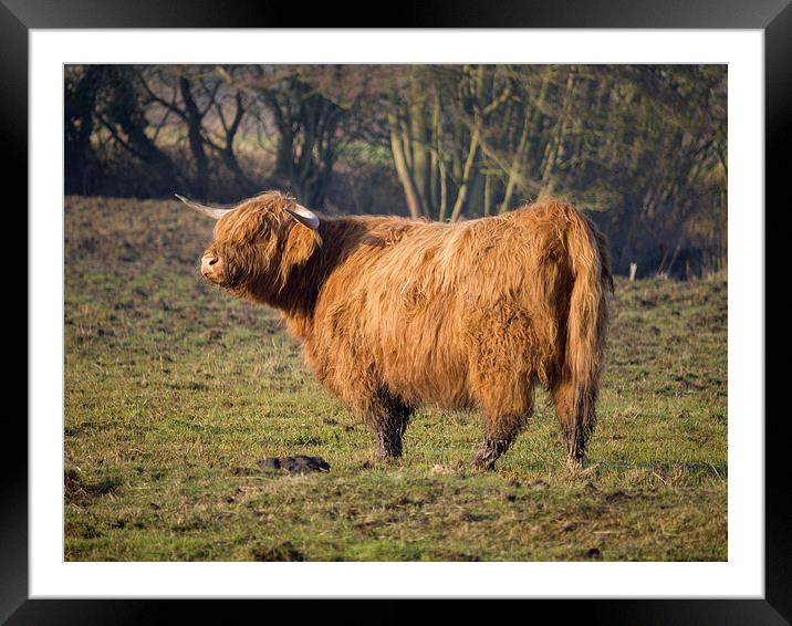 Highland Cattle in a grassy field #3 Framed Mounted Print by john hartley