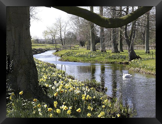 "Springtime" River Wensum Norfolk Framed Print by john hartley