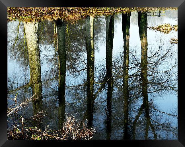  Trees reflected in the River Wensum Norfolk Framed Print by john hartley