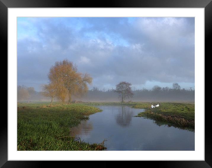 Swans in the early morning mist by the River Wensu Framed Mounted Print by john hartley