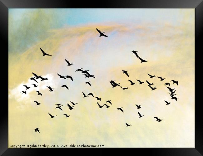 Pink Foot Geese in flight - photo art composite im Framed Print by john hartley