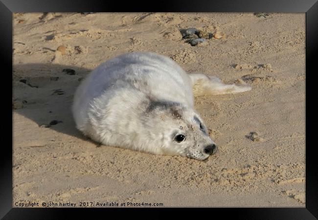 Where's my Mum? Tiny Baby Seal on Horsey Beach Nor Framed Print by john hartley