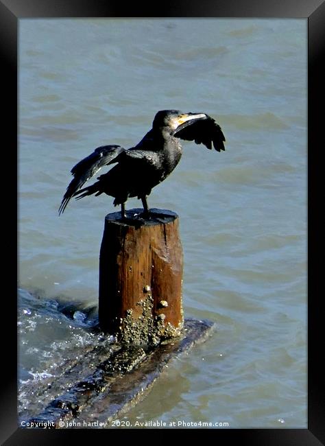 Ready to Dive? Cormorant  perched with Wings outst Framed Print by john hartley