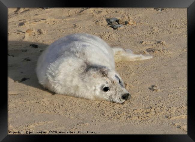 Cuddly Me! - Baby Seal on Horsey Beach Norfolk Framed Print by john hartley