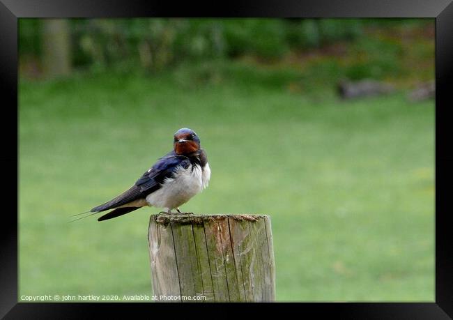 Swallow on a Wooden Post Framed Print by john hartley