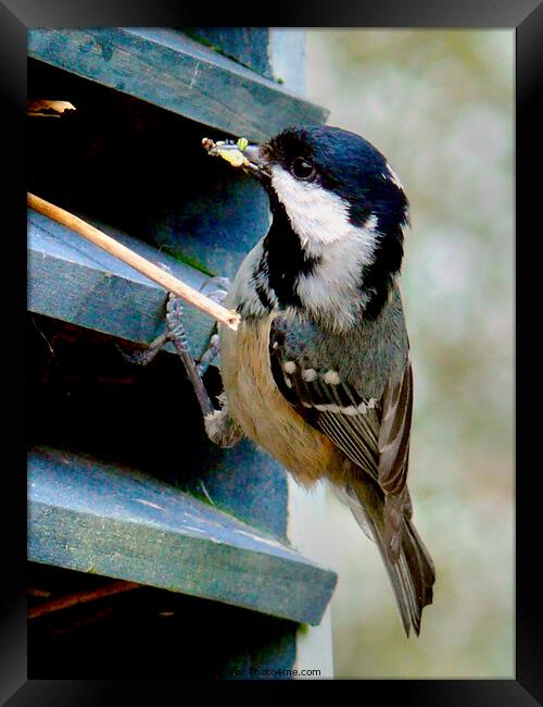 Coal Tit feeding its young Framed Print by john hartley