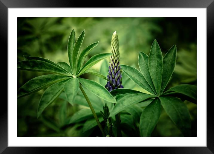 Lupin in Spring Framed Mounted Print by Roxane Bay
