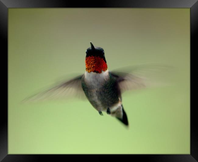 Ruby Throated Hummingbird stare down Framed Print by Roxane Bay