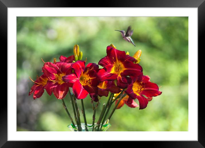 Tiny visitor amongst the lillies Framed Mounted Print by Roxane Bay