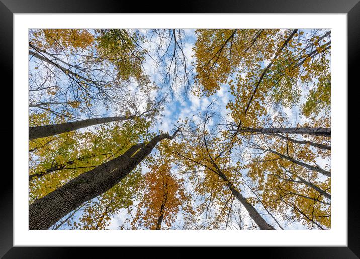 Look up, way up! Framed Mounted Print by Roxane Bay