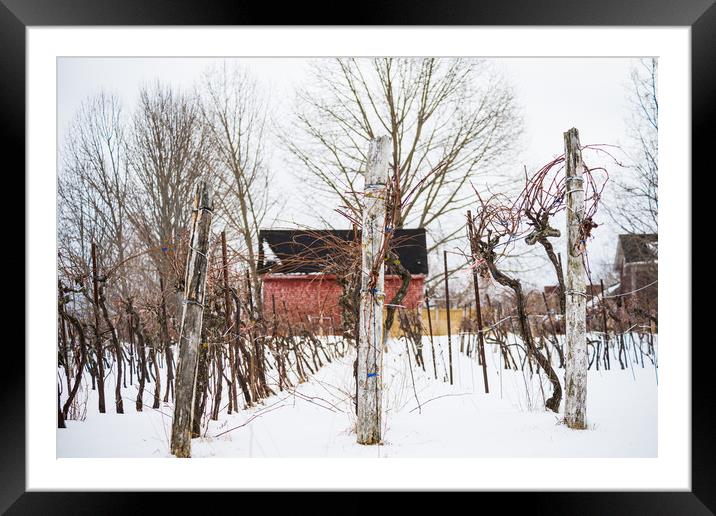 Hibernating Winter Winery Framed Mounted Print by Roxane Bay