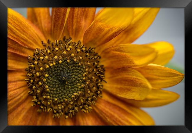 Sunflower in Red Framed Print by Roxane Bay