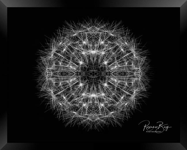 Dandelion Seeds Framed Print by Roxane Bay