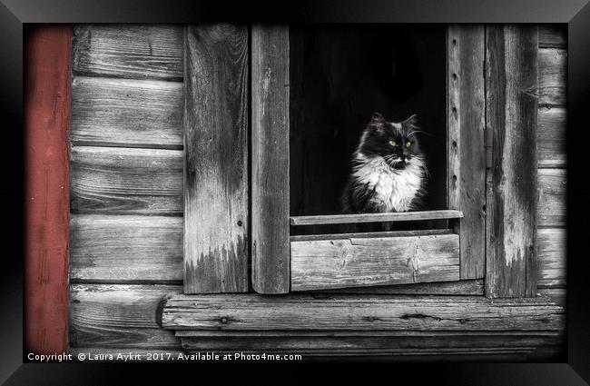 The watcher Framed Print by Laura Aykit