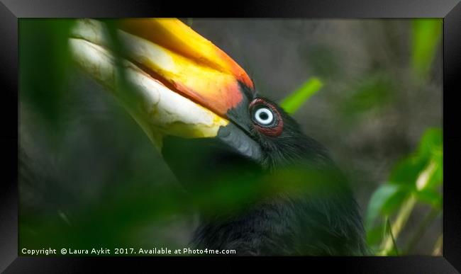 Hornbill exotic bird Framed Print by Laura Aykit