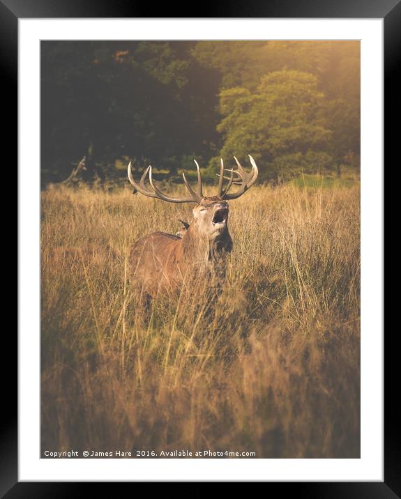 Red Deer Rutt Framed Mounted Print by James Hare