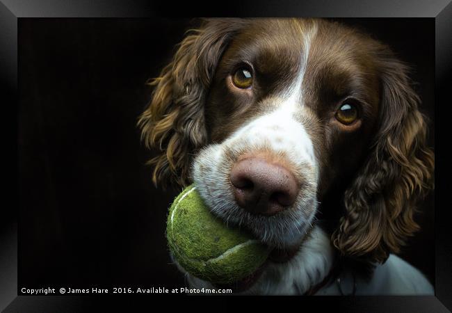 English Springer Spaniel Framed Print by James Hare