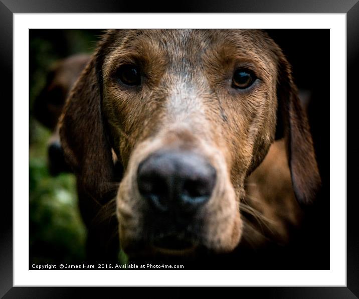 Fox Hound Framed Mounted Print by James Hare