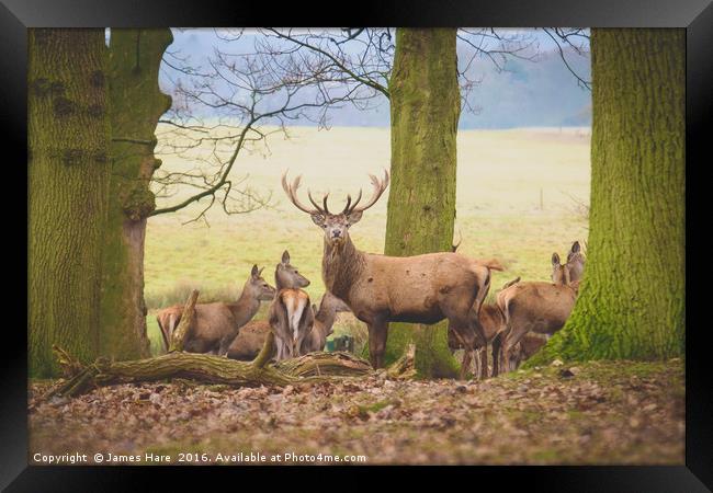 Red Deer Stag Framed Print by James Hare