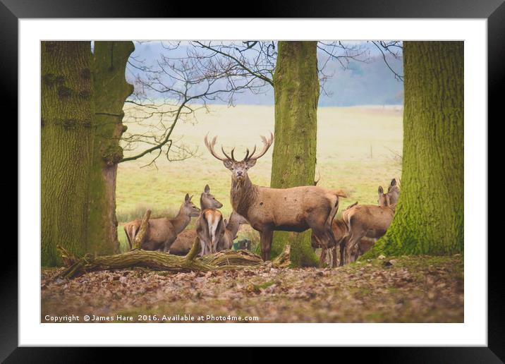 Red Deer Stag Framed Mounted Print by James Hare