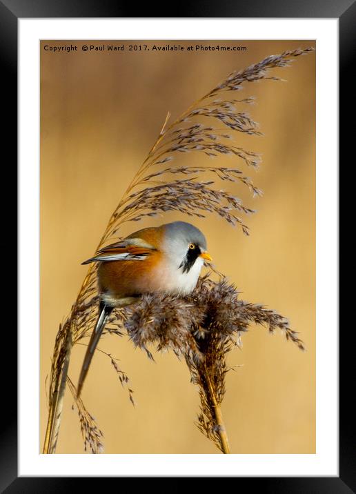 Bearded tit in the reeds Framed Mounted Print by Paul Ward