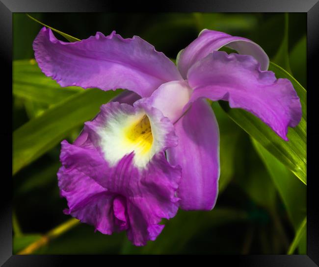 Purple Iris flower Framed Print by Marg Farmer