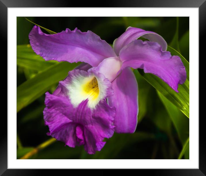 Purple Iris flower Framed Mounted Print by Marg Farmer