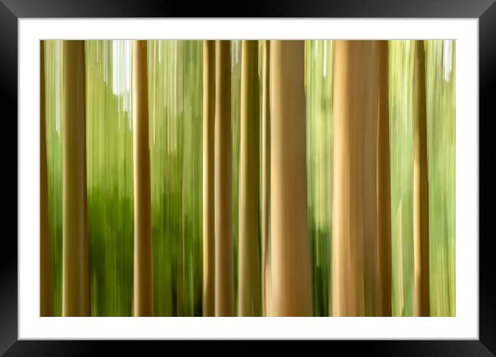Intentional camera movement tree trunks Framed Mounted Print by Marg Farmer