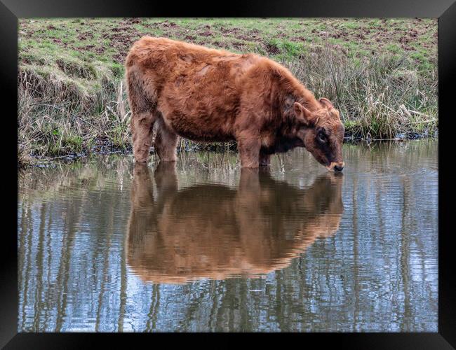 A brown cow standing in water Framed Print by Marg Farmer
