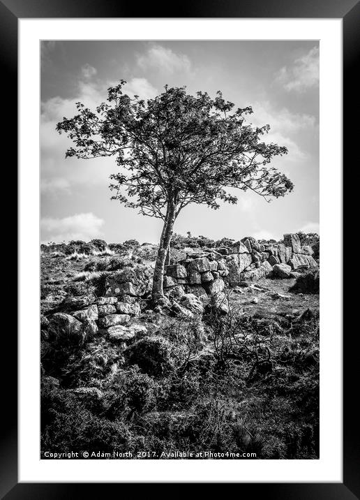 Dartmoor tree and wall - Devon Framed Mounted Print by Adam North
