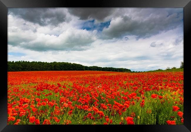 The Poppy Fields Framed Print by Mark Hawkes