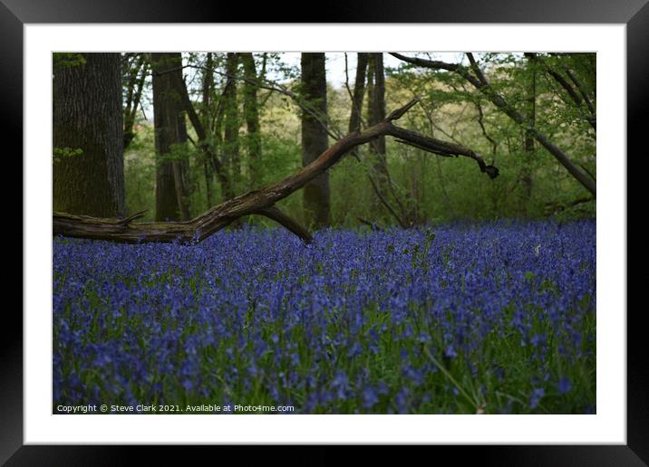Bluebell woods Framed Mounted Print by Steve Clark