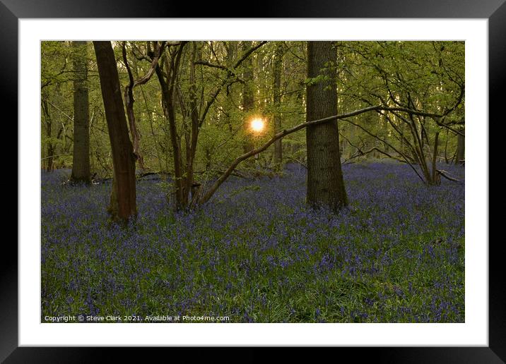 Bluebell woods at dusk Framed Mounted Print by Steve Clark