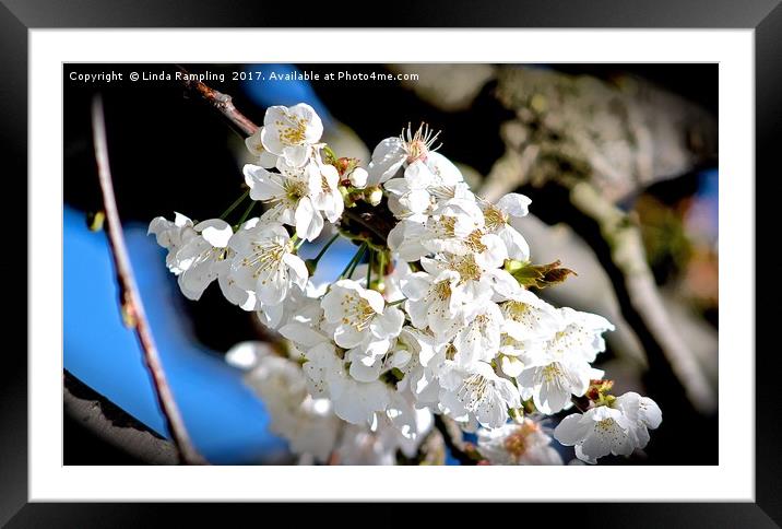 Cherry Blossom Framed Mounted Print by Linda Rampling