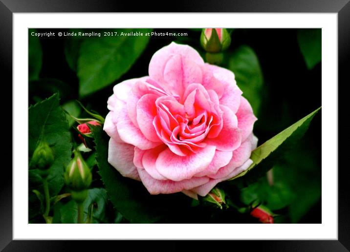 Rose and Buds Framed Mounted Print by Linda Rampling
