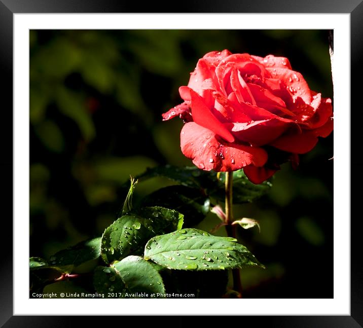 Rain Drops on Roses Framed Mounted Print by Linda Rampling