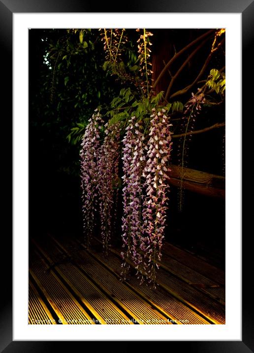 Wisteria at Dusk Framed Mounted Print by Linda Rampling