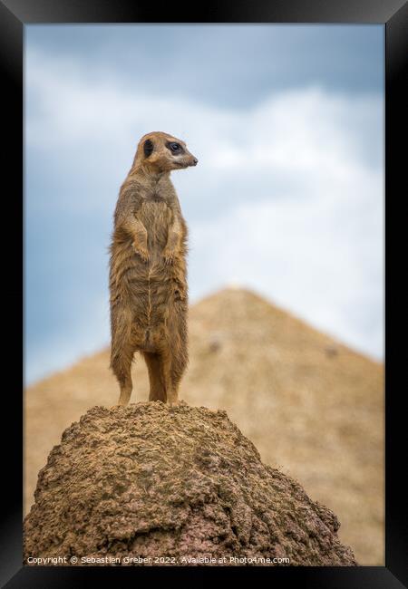 Meerkat on the lookout Framed Print by Sebastien Greber