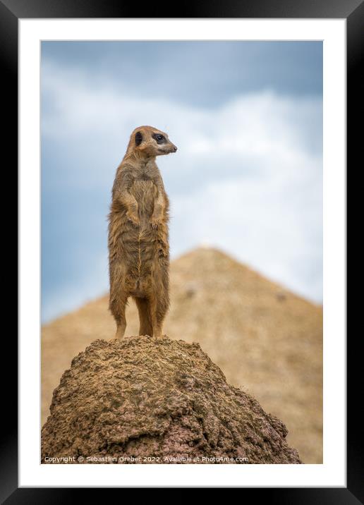 Meerkat on the lookout Framed Mounted Print by Sebastien Greber