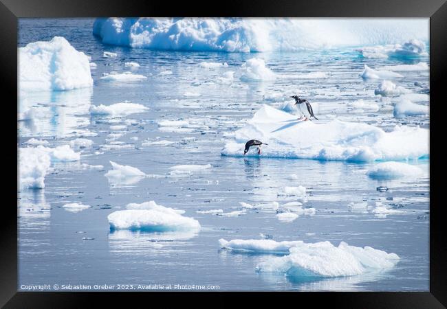 Gentoo penguin diving from an Iceberg Framed Print by Sebastien Greber