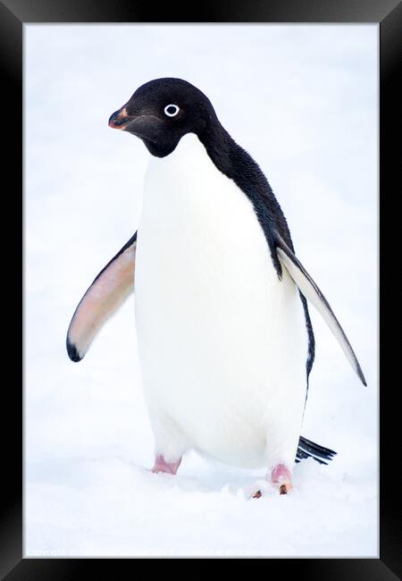 Adelie Penguin in Antarctica Framed Print by Sebastien Greber