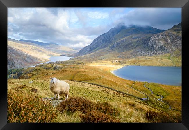 Lonely sheep in the Ogwen Valley Framed Print by Sebastien Greber