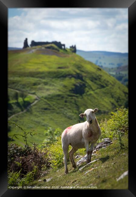 Curious sheep in front of Dinas Bran Llangollen Framed Print by Sebastien Greber