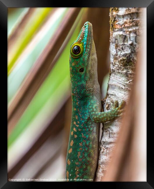 Green Day Gecko Seychelles Framed Print by Sebastien Greber