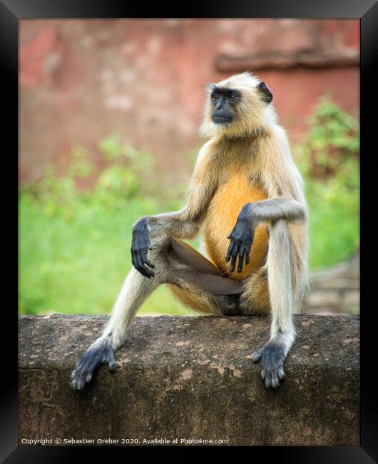 Langur Monkey in Ranthambore National Park - India Framed Print by Sebastien Greber