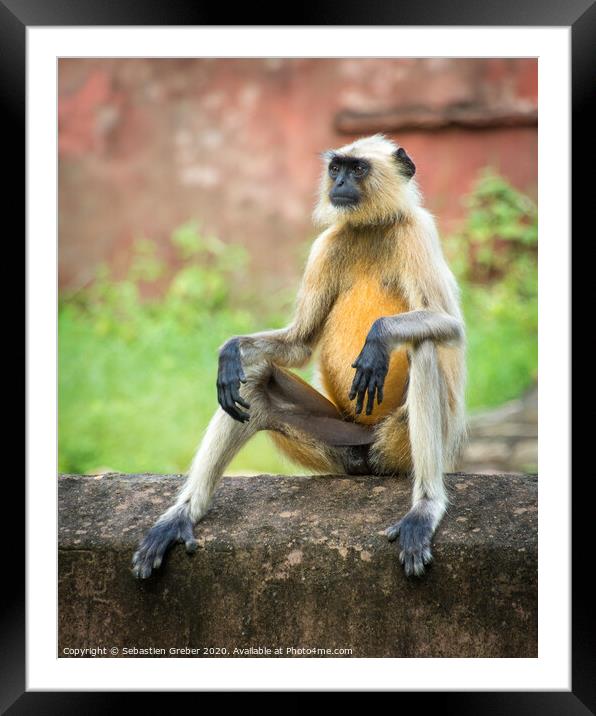 Langur Monkey in Ranthambore National Park - India Framed Mounted Print by Sebastien Greber