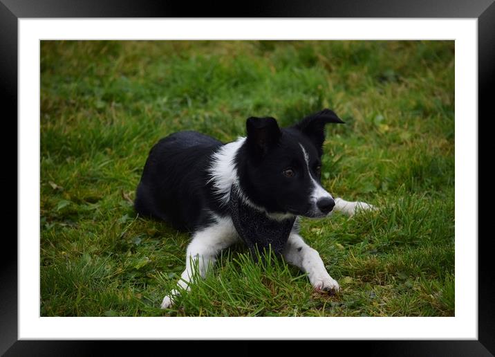 Border Collie Puppy Framed Mounted Print by Greg Sheard